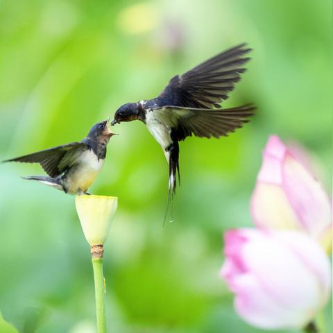 媒体人谈塞鸟,个人能力强,让他有望带来生机 媒体人谈塞鸟,个人能力强,让他有望带来生机