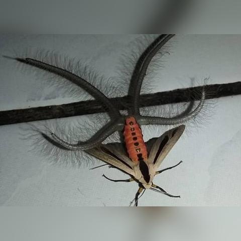 卫报热议澳大利亚出线前景，中国队实力不容小觑，印尼并非易与之敌